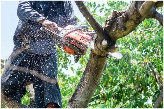 tree services Blanchardville